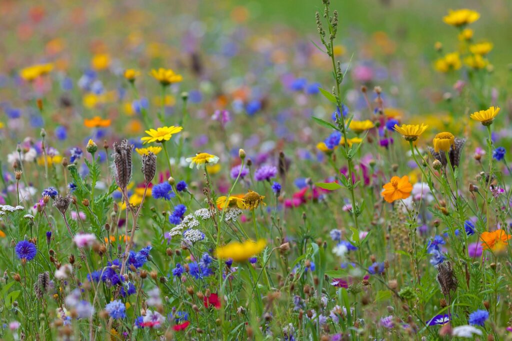 flowers, wildflowers, flower meadow-7265334.jpg